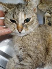 Fundtier Tier-ID 39559