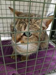 Fundtier Tier-ID 39561