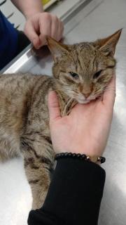 Fundtier Tier-ID 39563