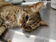 Fundtier Tier-ID 39564