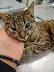 Fundtier Tier-ID 39565