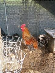 Fundtier Tier-ID 39636