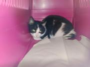 Fundtier Tier-ID 39735