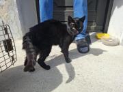 Fundtier Tier-ID 39745