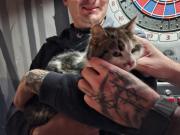 Fundtier Tier-ID 39757