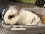 Fundtier Tier-ID 39809