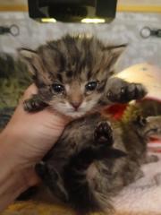 Fundtier Tier-ID 41107