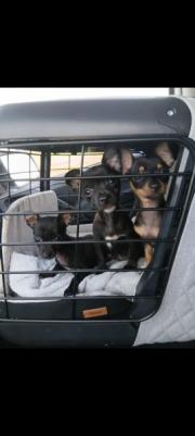 Fundtier Tier-ID 31729