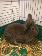 Fundtier Tier-ID 27930