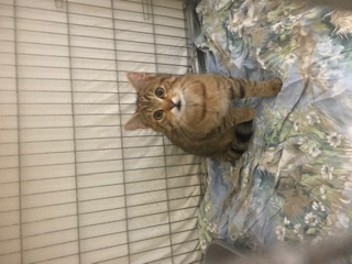 Europäische Hauskatze