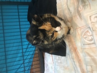 Europäische Hauskatze