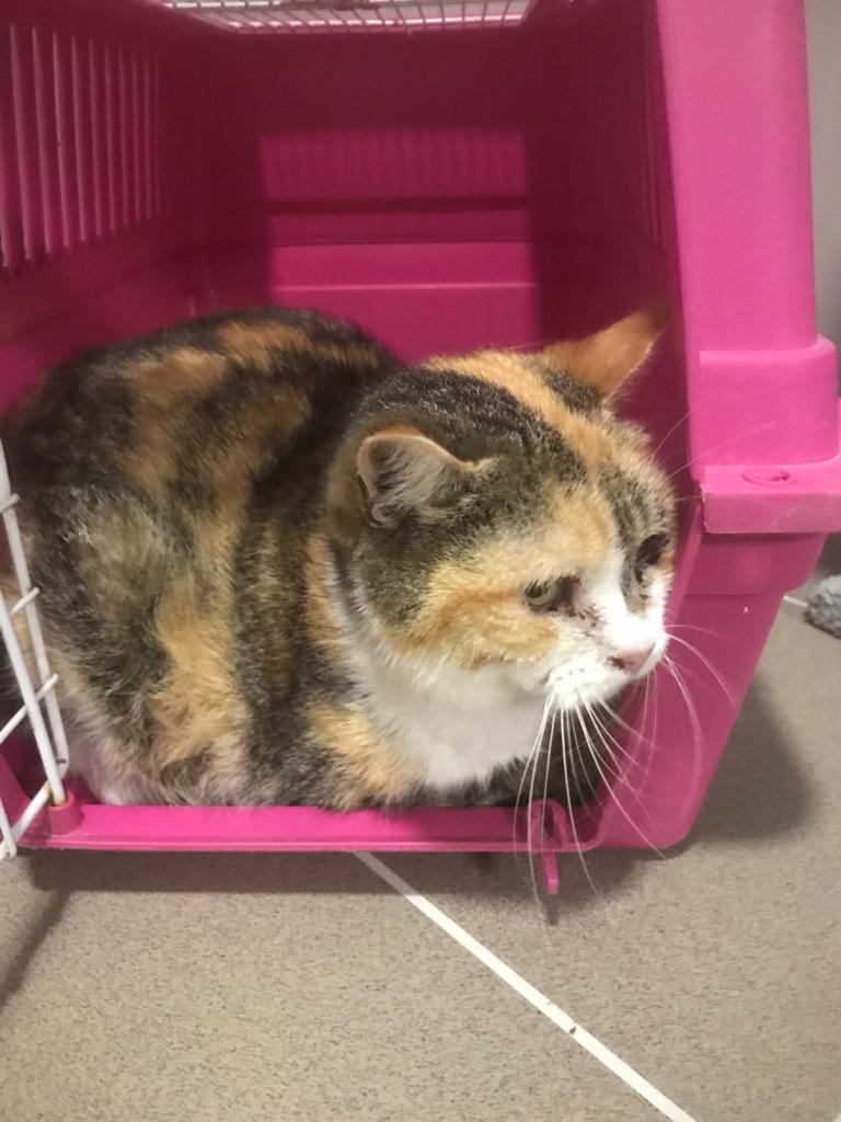 Europäische Hauskatze