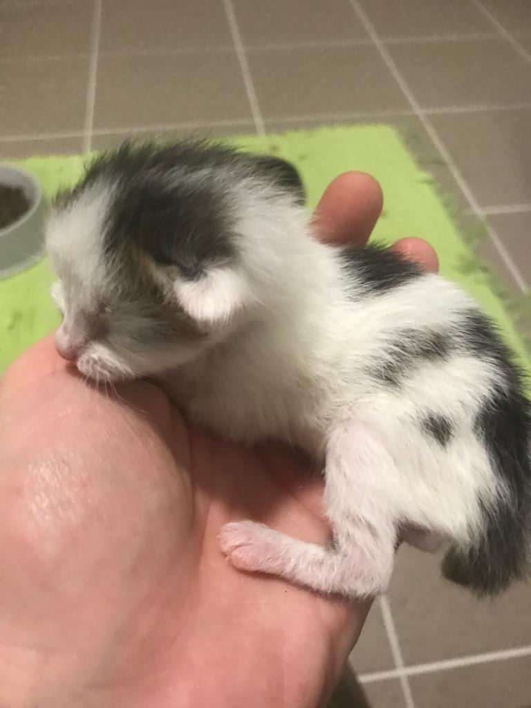 Europäische Hauskatze