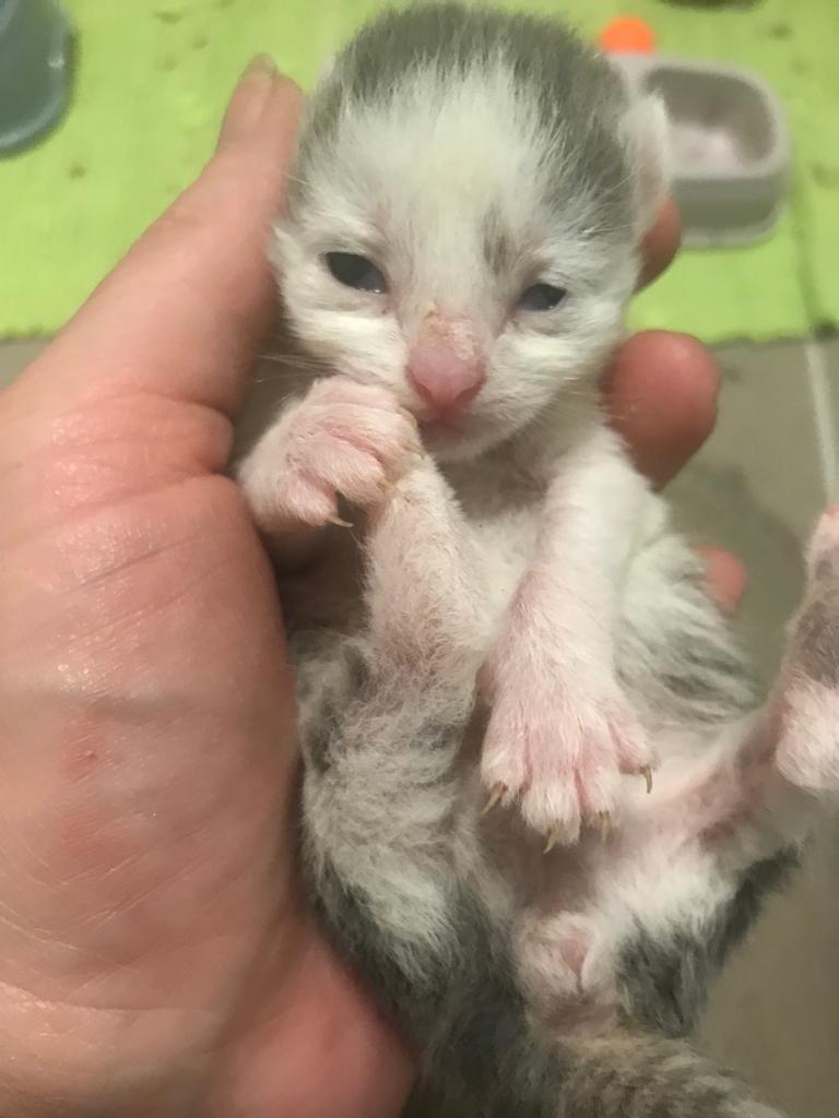 Europäische Hauskatze