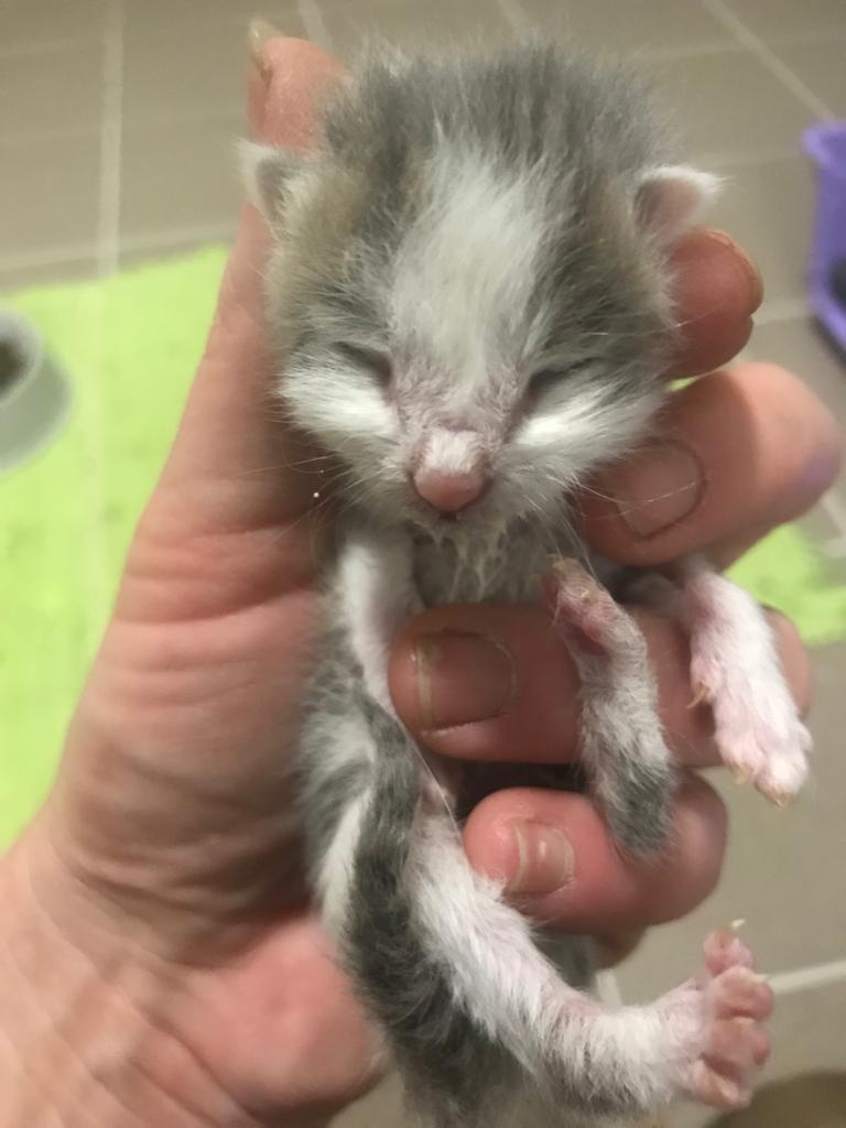 Europäische Hauskatze