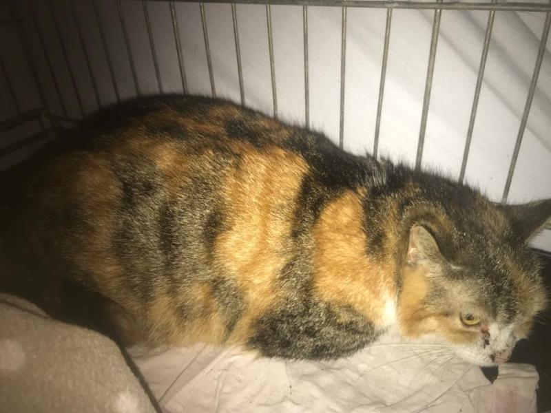 Europäische Hauskatze