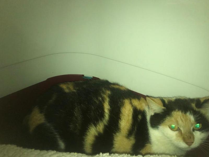 Europäische Hauskatze