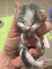 Fundtier Tier-ID 28422