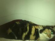 Fundtier Tier-ID 28330