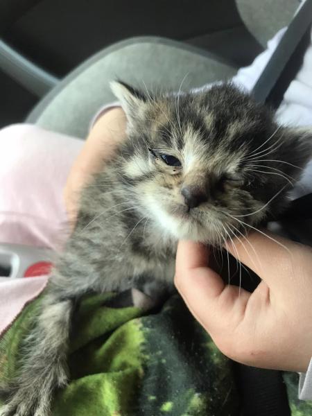 Europäische Hauskatze