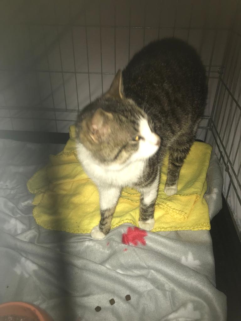 Europäische Hauskatze