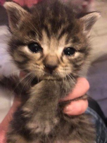 Europäische Hauskatze