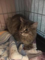 Fundtier Tier-ID 28527