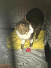 Fundtier Tier-ID 28558