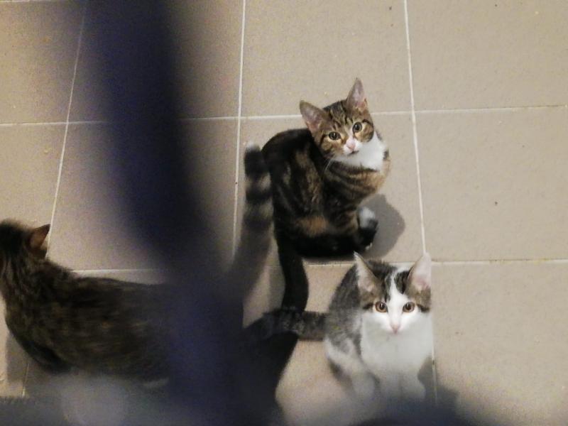 Europäische Hauskatze