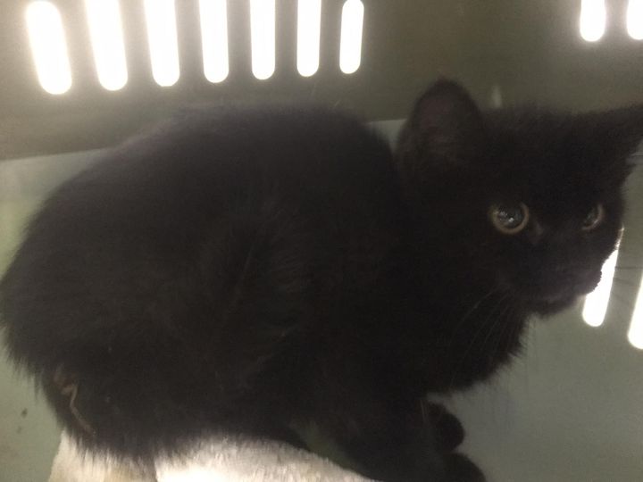 Europäische Hauskatze