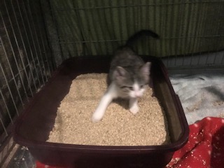 Europäische Hauskatze