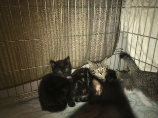 Europäische Hauskatze