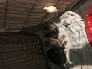 Europäische Hauskatze