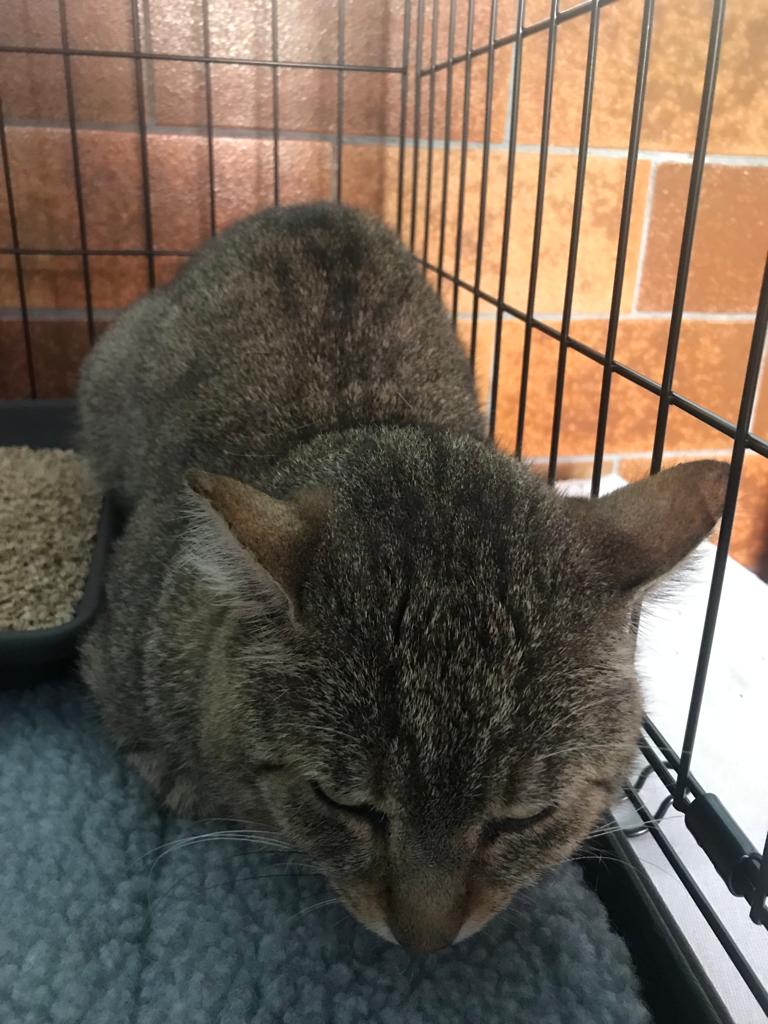 Europäische Hauskatze