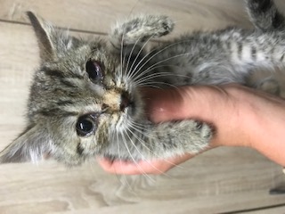 Europäische Hauskatze