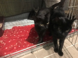 Europäische Hauskatze