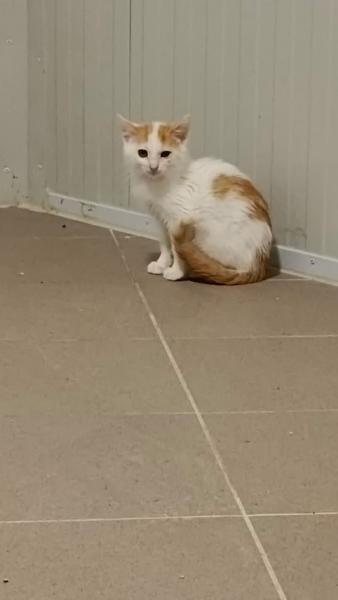 Europäische Hauskatze