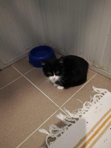 Europäische Hauskatze