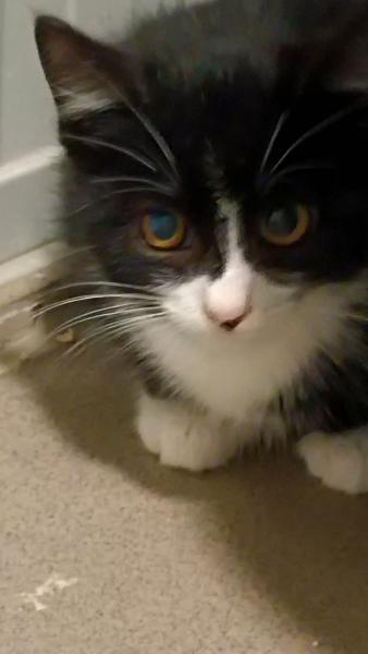 Europäische Hauskatze