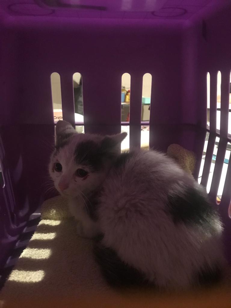 Europäische Hauskatze