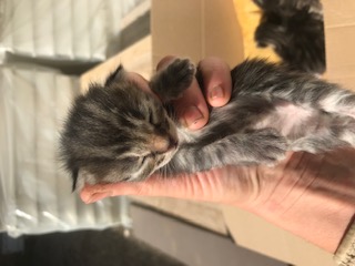 Europäische Hauskatze