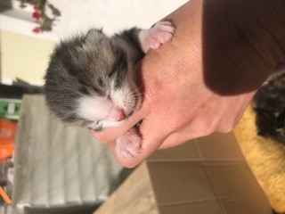 Europäische Hauskatze