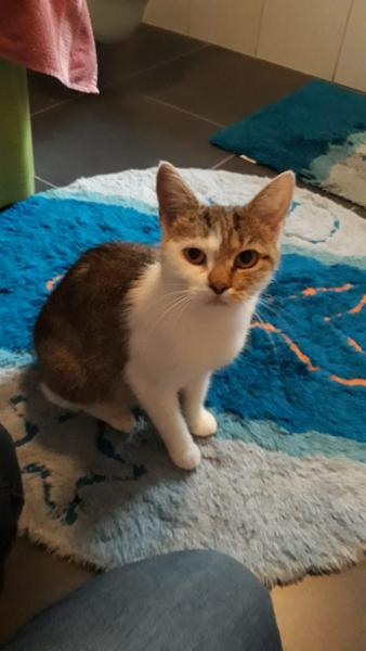 Europäische Hauskatze