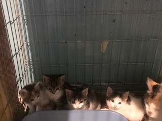 Fundtier Tier-ID 26443