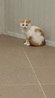 Fundtier Tier-ID 26451