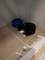 Fundtier Tier-ID 26449