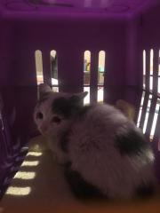 Fundtier Tier-ID 26460