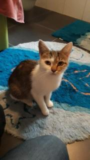 Fundtier Tier-ID 26447