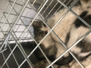 Europäische Hauskatze