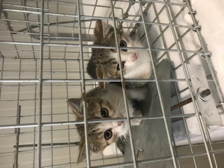 Europäische Hauskatze